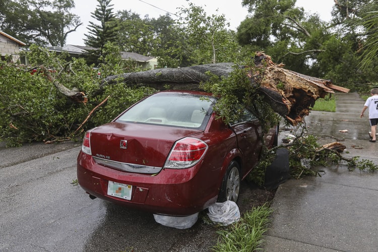hurricane season fells tree on car