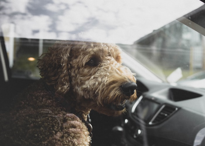 dog safety in the car