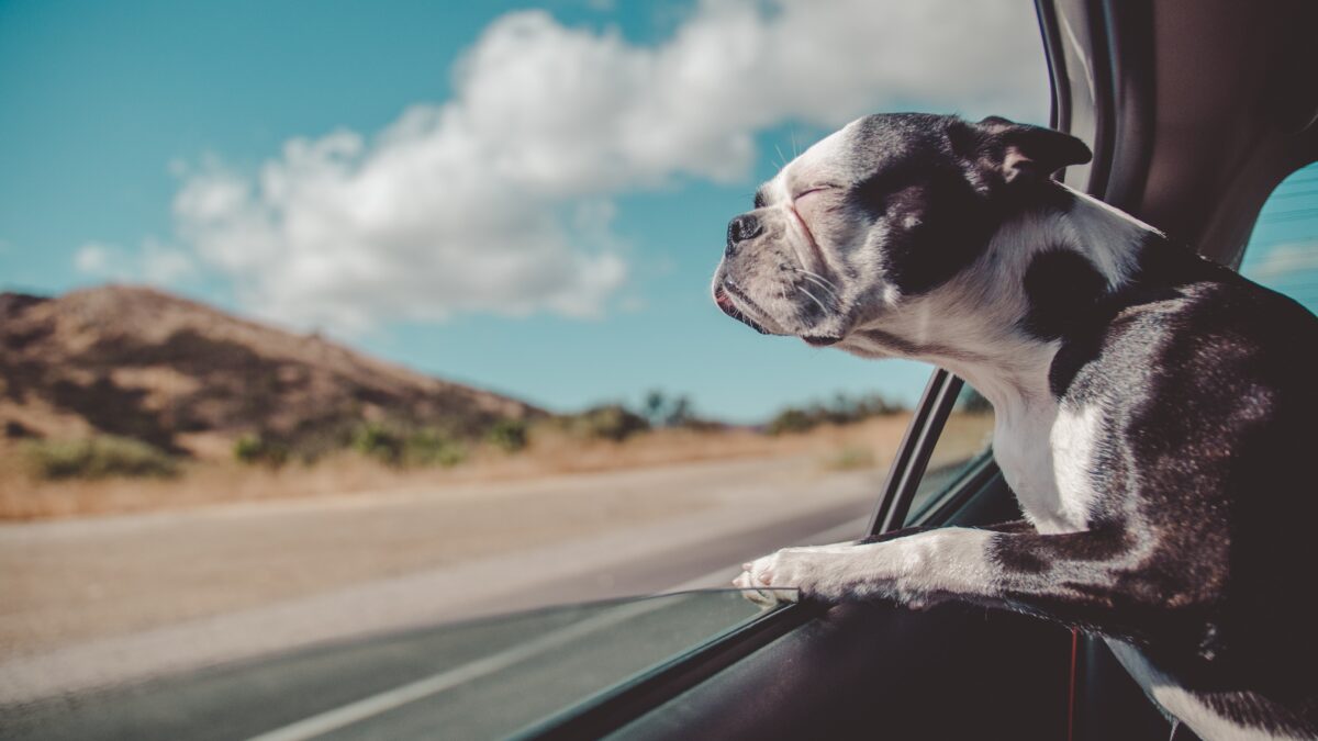 dog seat belts