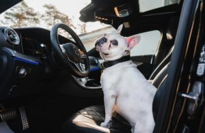 Preparing Dogs for Car Travel