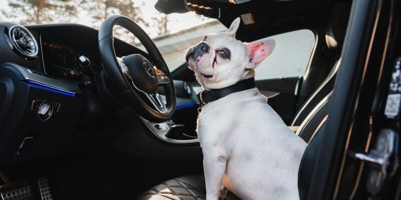 Preparing Dogs for Car Travel